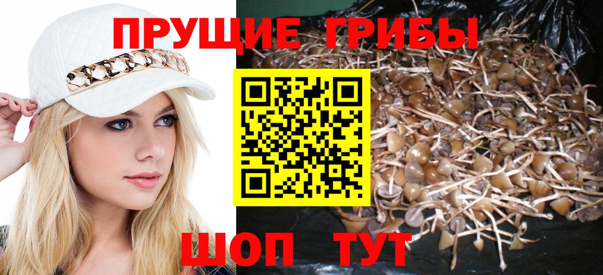 Галлюциногенные грибы GOLDEN TEACHER  Галлюциногенные грибы Psilocybine cubensis  купить наркоту  Горно-Алтайск  Вход с VPN 